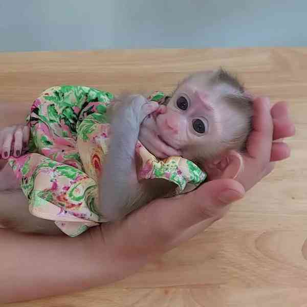 Zdravé opice kapucíny k adopci - foto 1