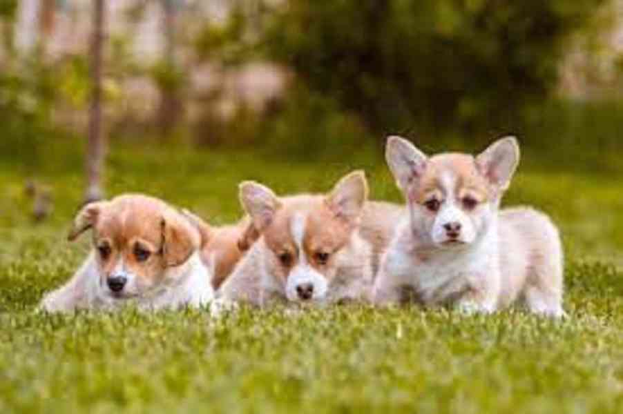 Krásná štěňata velšského corgi pembroke super Těmto štěňátků - foto 1