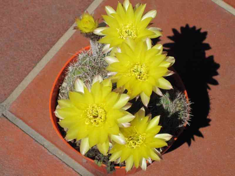 KAKTUS ECHINOPSIS AUREA - SEMENA - foto 1