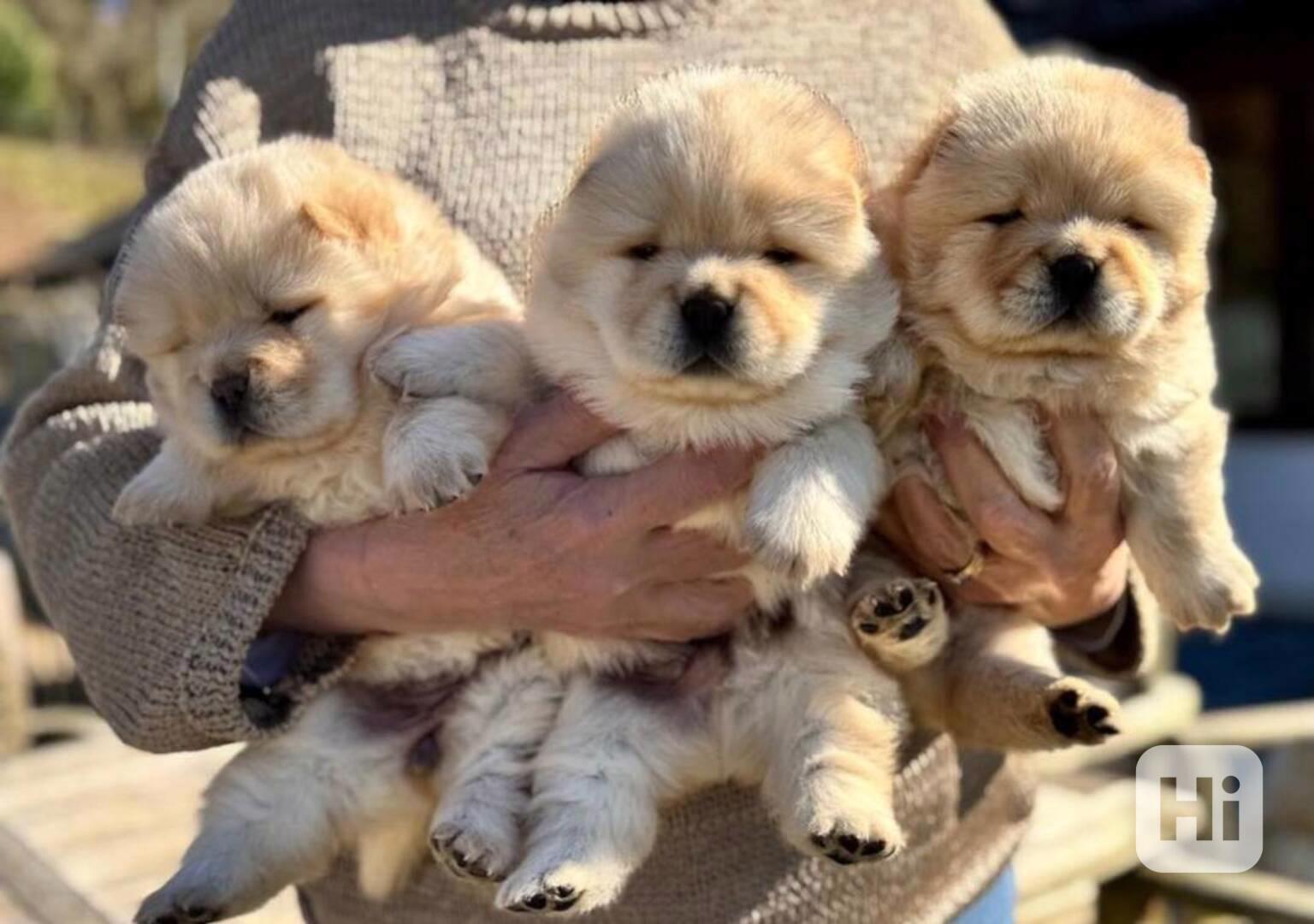Štěňata plemene chow-chow - foto 1