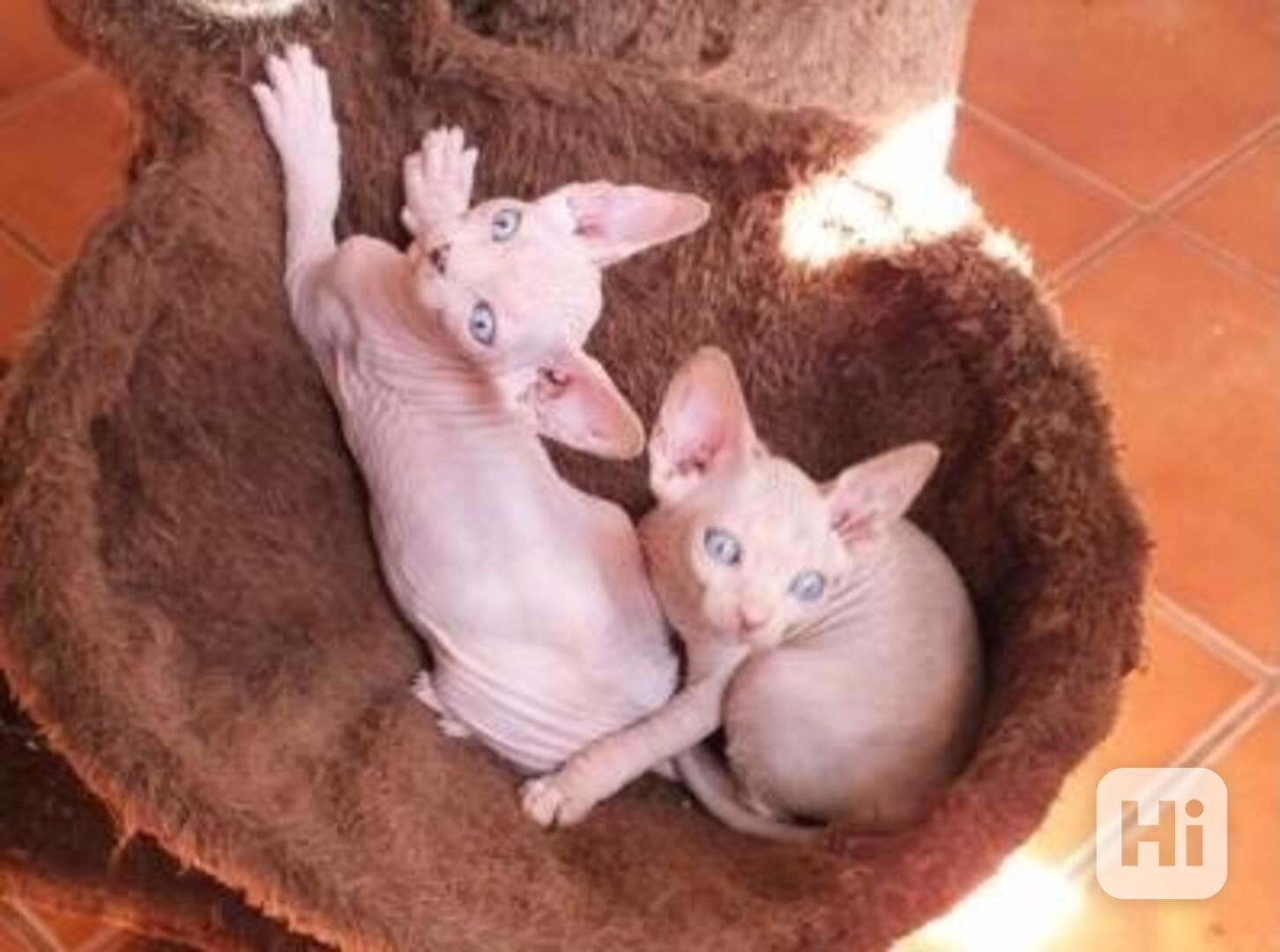 Koťata sphynx s PP  - foto 1