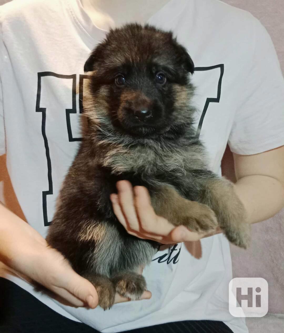 Německý ovčák - štěňátka s PP - foto 1