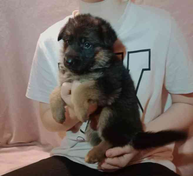 Německý ovčák - štěňátka s PP - foto 3