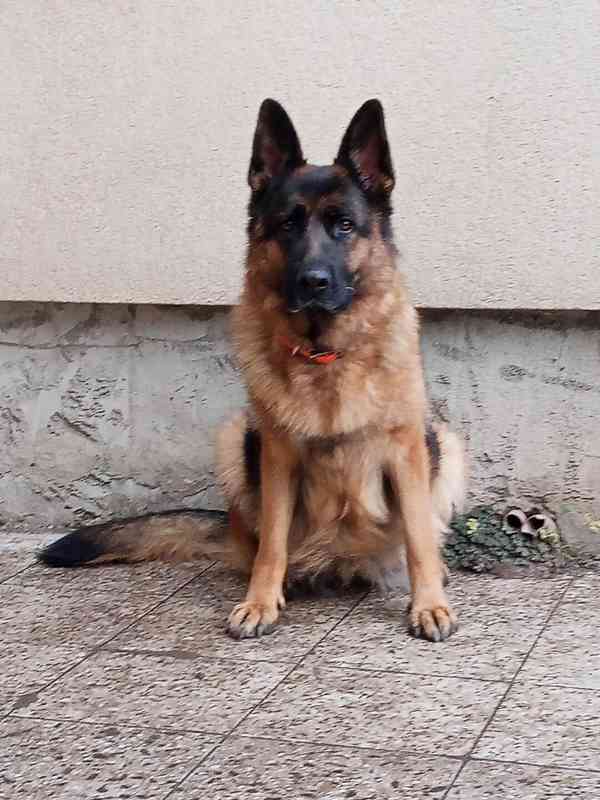 Německý ovčák - štěňátka s PP - foto 6