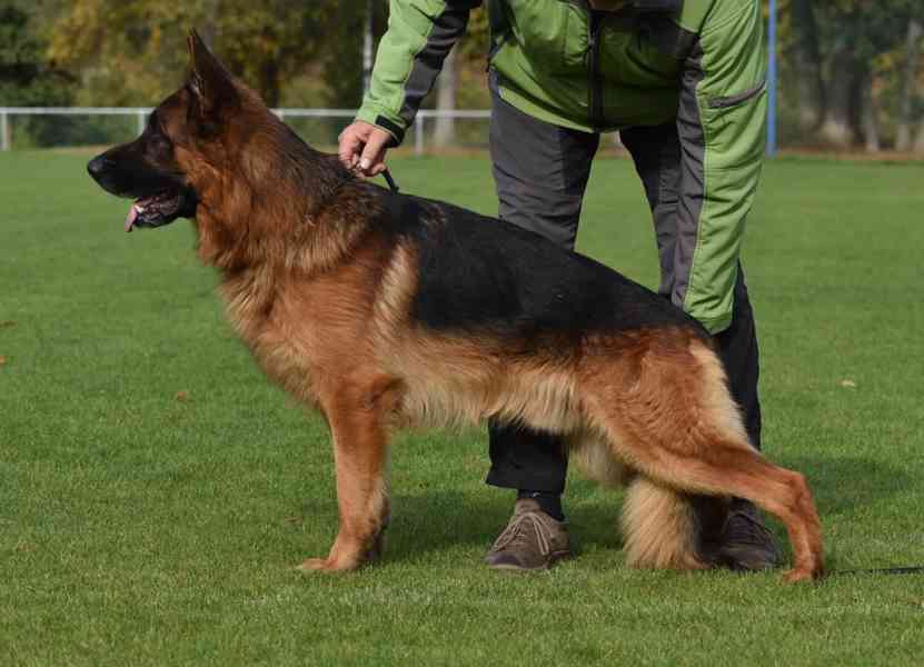 Německý ovčák - štěňátka s PP - foto 4