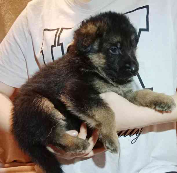 Německý ovčák - štěňátka s PP - foto 2