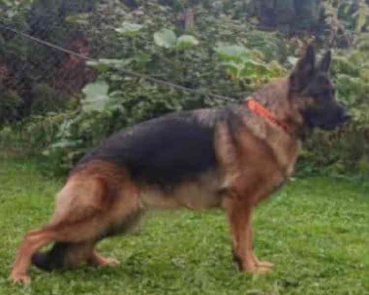 Německý ovčák - štěňátka s PP - foto 5