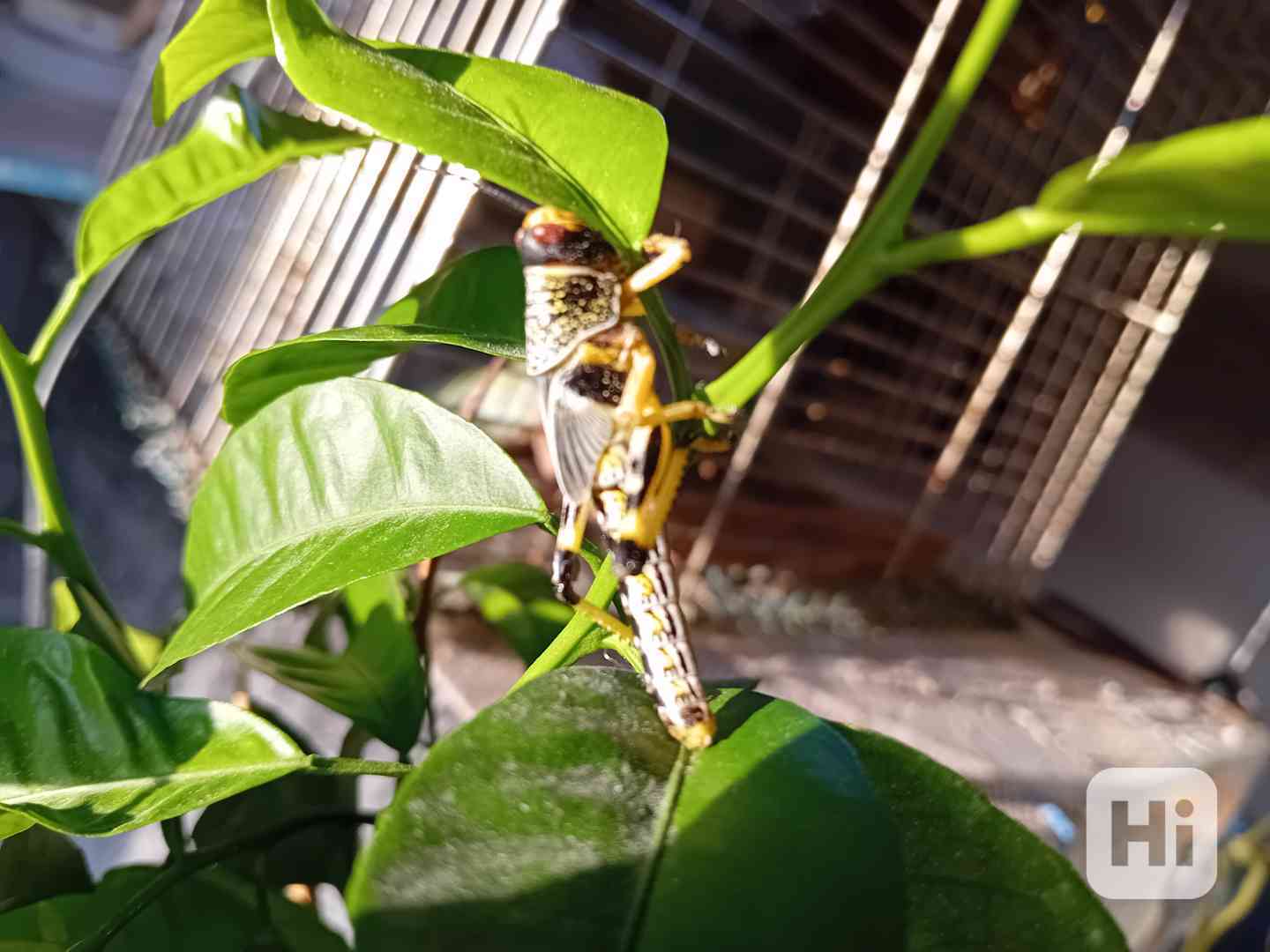 Prodám sarančata  - foto 1