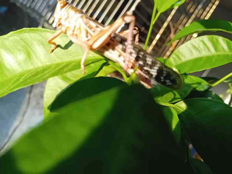 Prodám sarančata  - foto 2