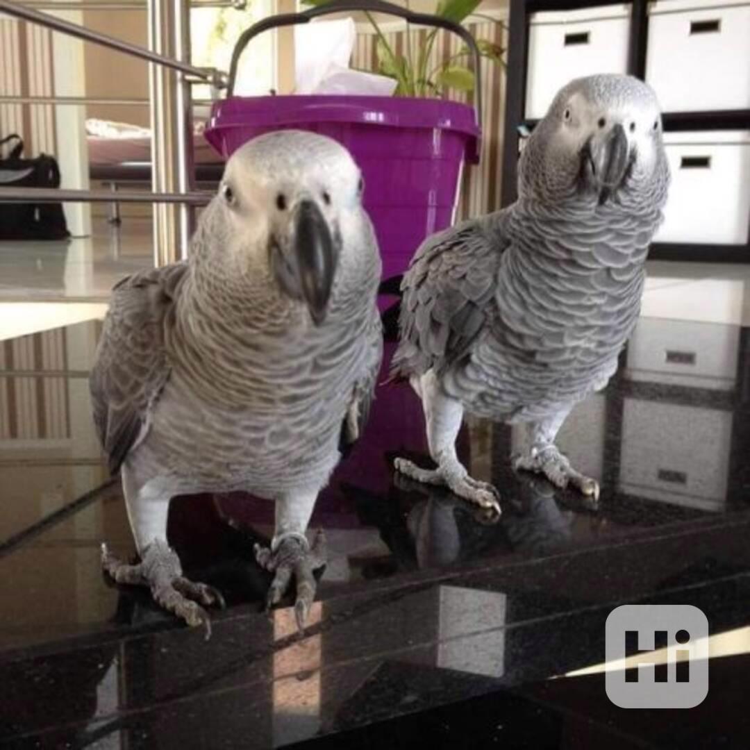 Krásní volně žijící papoušci šedí - foto 1