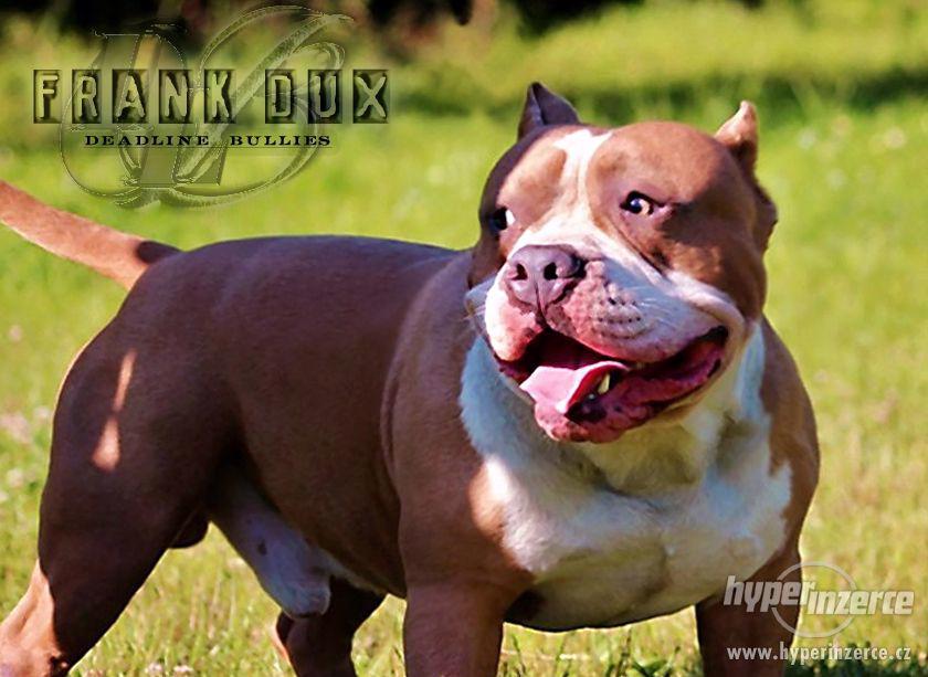AMERICAN BULLY -  BULLY - foto 1