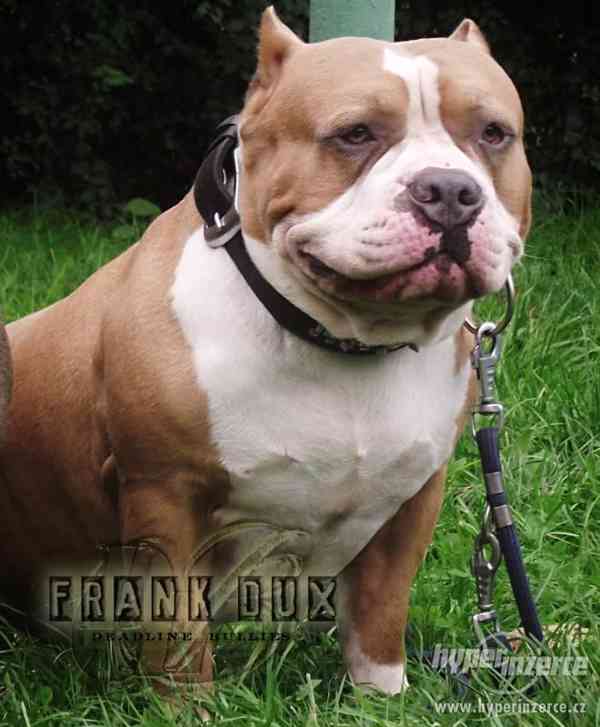 AMERICAN BULLY -  BULLY - foto 2