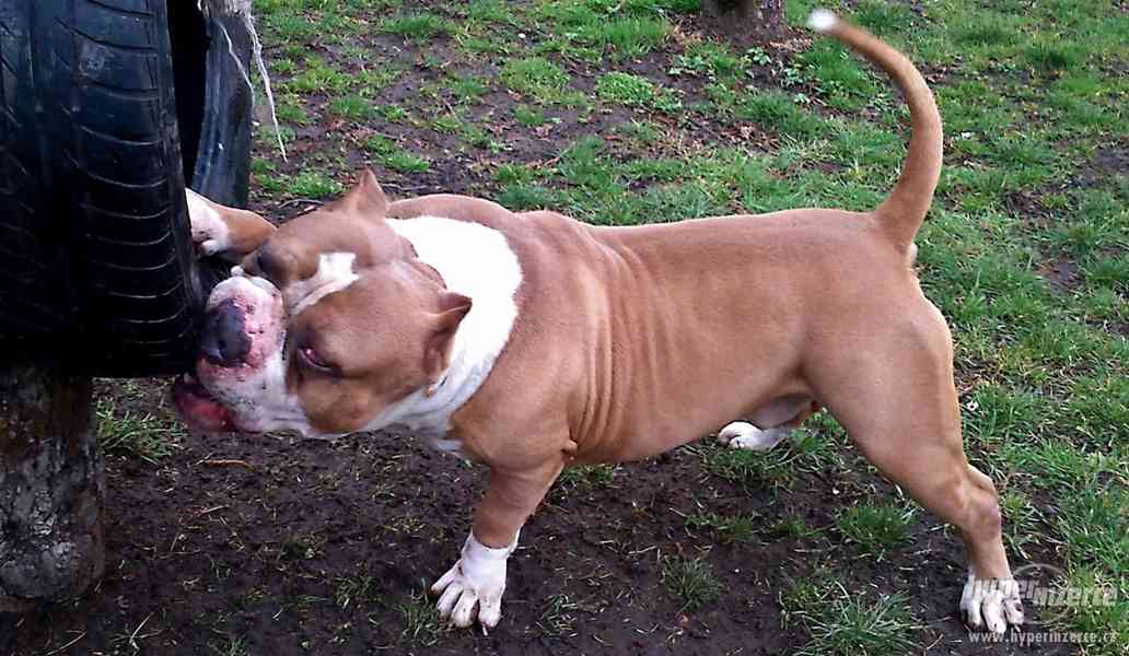 AMERICAN BULLY -  BULLY - foto 3
