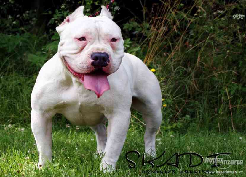 AMERICAN BULLY -  BULLY - foto 4