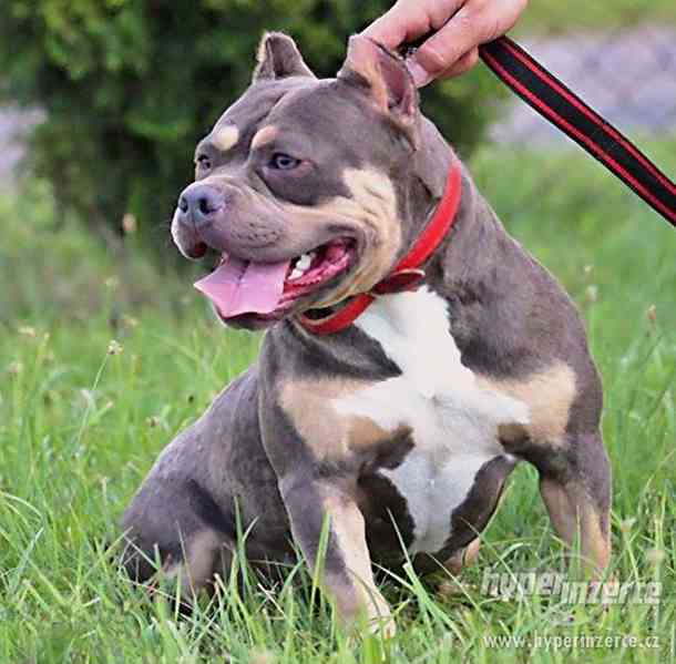 AMERICAN BULLY -  BULLY - foto 5