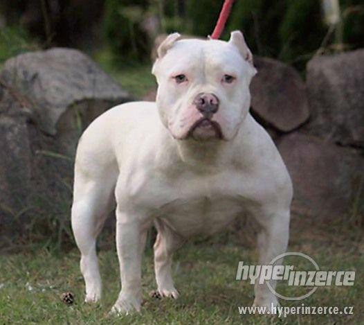 AMERICAN BULLY -  BULLY - foto 6