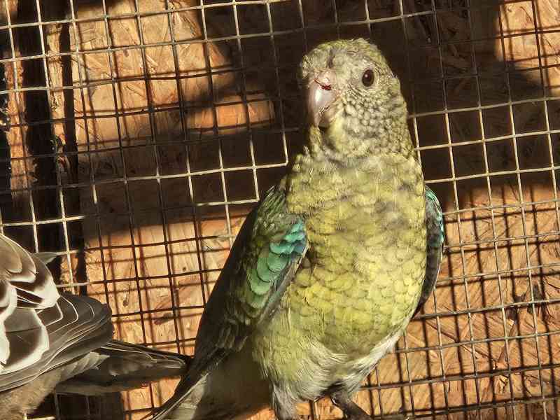 Papoušek zpěvavý  - foto 2