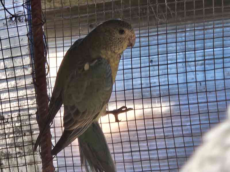 Papoušek zpěvavý  - foto 4