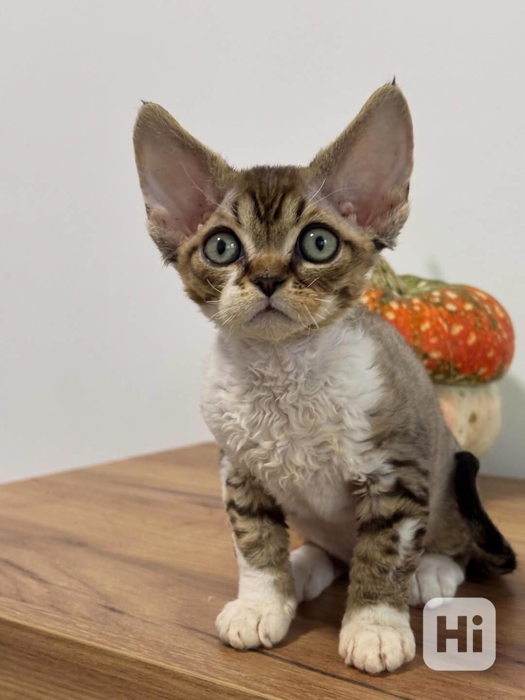 Zachráněná koťata hledají domov – prosím, pomozte! - foto 1