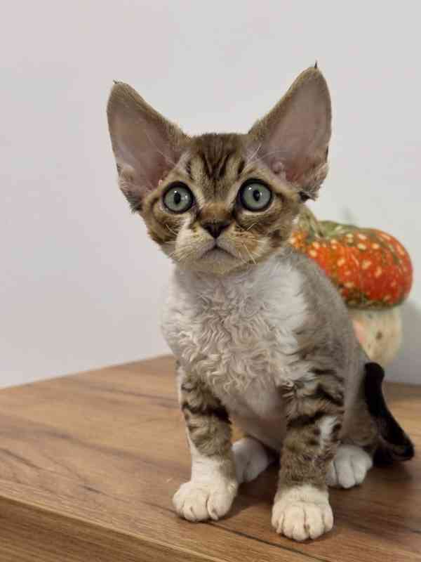 Zachráněná koťata hledají domov – prosím, pomozte! - foto 1