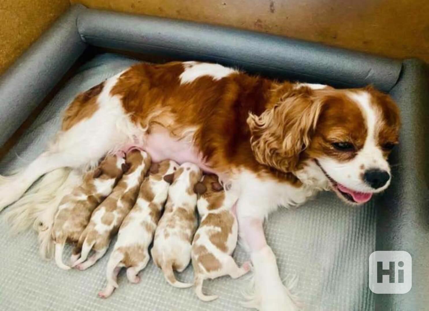 Blenheim Cavalier King Charles testován na zdraví - foto 1