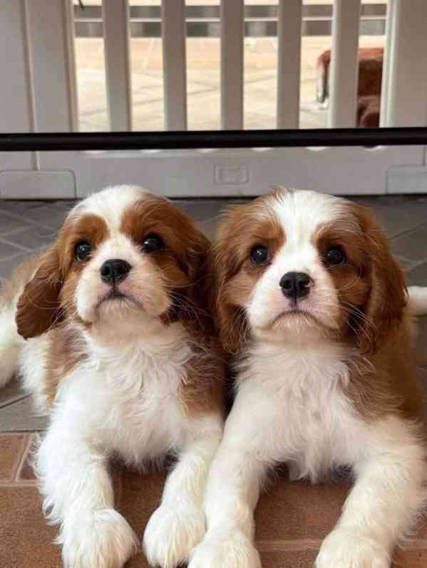 Blenheim Cavalier King Charles testován na zdraví - foto 2