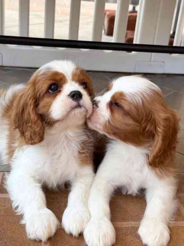 Blenheim Cavalier King Charles testován na zdraví - foto 3