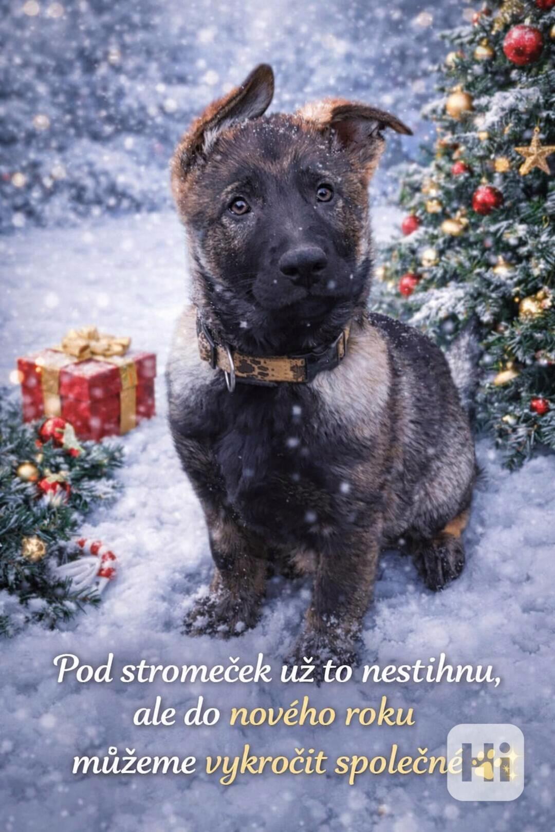 Německý ovčák  - foto 1