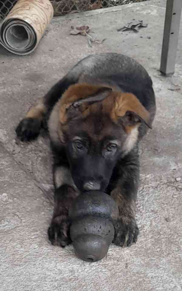 Německý ovčák  - foto 3