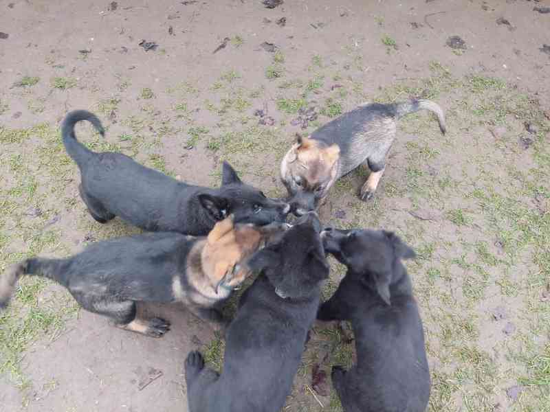 Německý ovčák  - foto 4