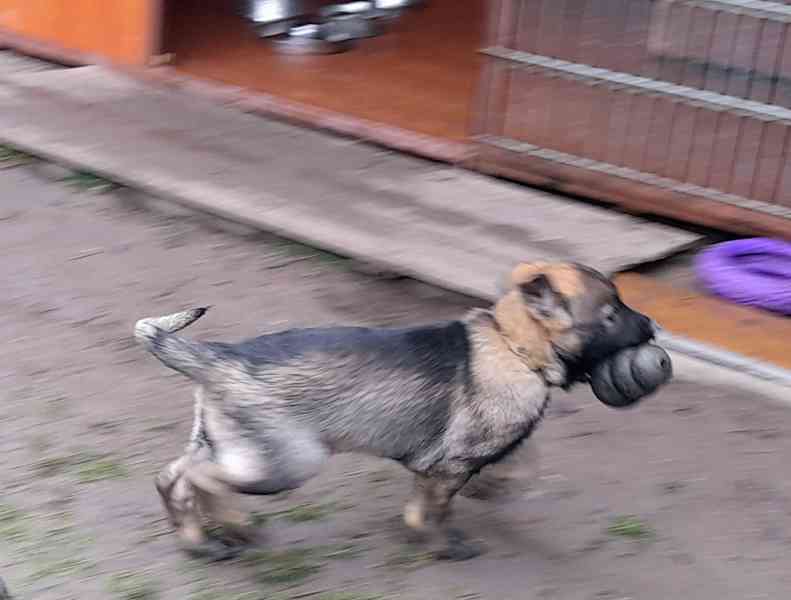 Německý ovčák  - foto 2
