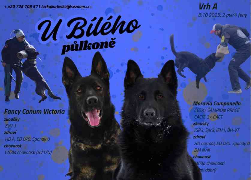 Německý ovčák  - foto 5