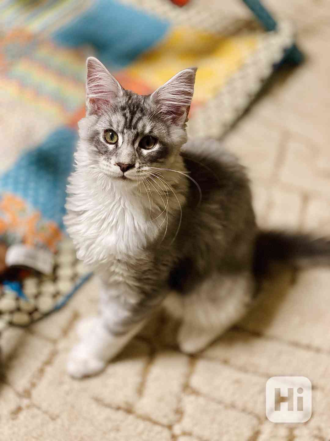 Mainské mývalí kočičky  - foto 1