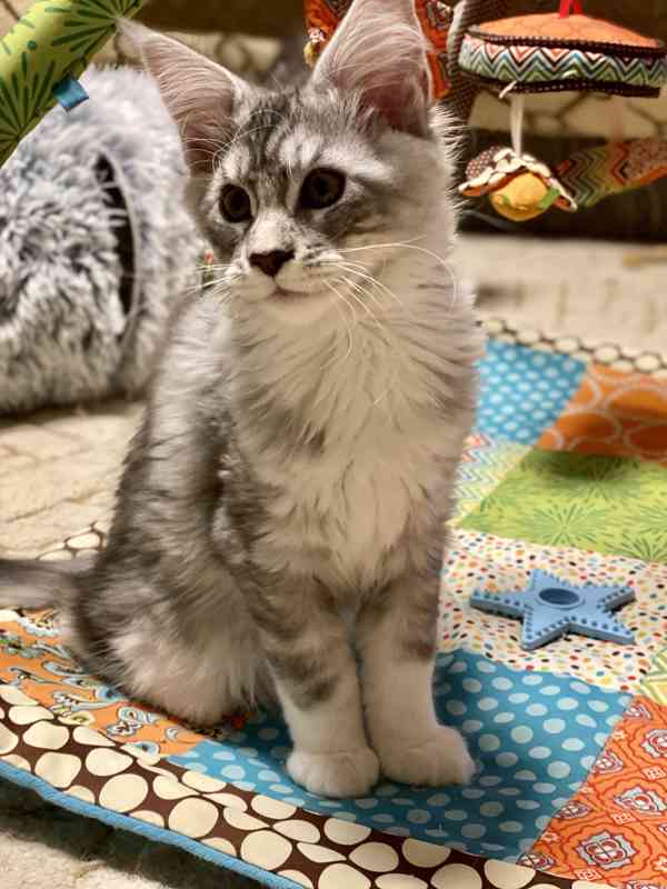 Mainské mývalí kočičky  - foto 2