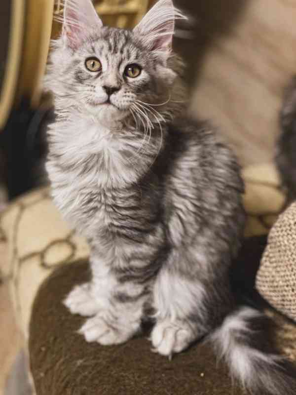 Mainské mývalí kočičky  - foto 4