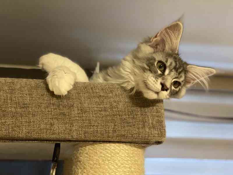 Mainské mývalí kočičky  - foto 3