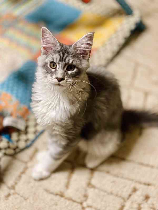 Mainské mývalí kočičky  - foto 1