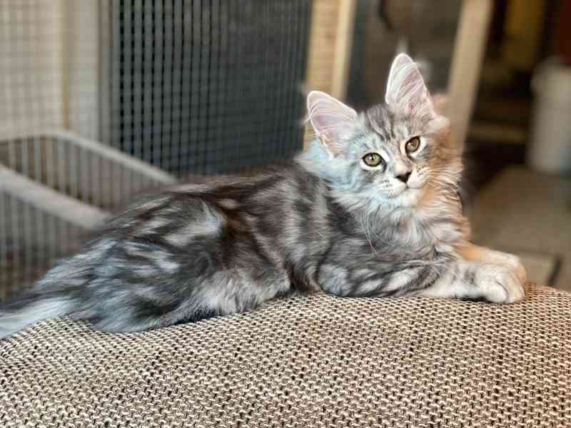 Mainské mývalí kočičky  - foto 6