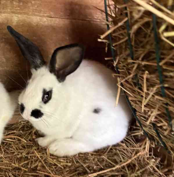 Prodám králíky samice i samce - foto 2