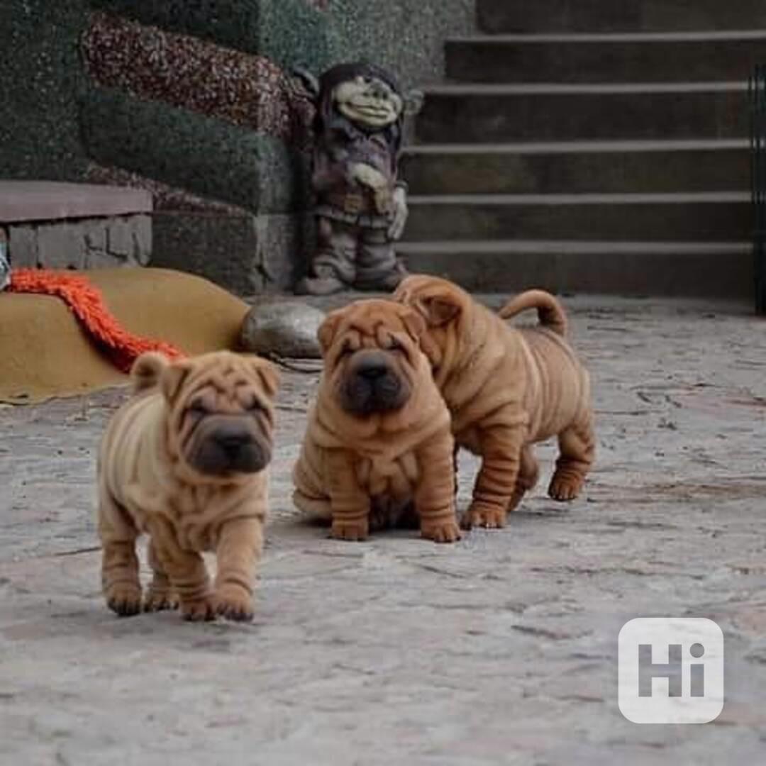 Prodám očkovaná štěňata Shar-pei. - foto 1
