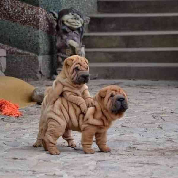 Prodám očkovaná štěňata Shar-pei. - foto 2