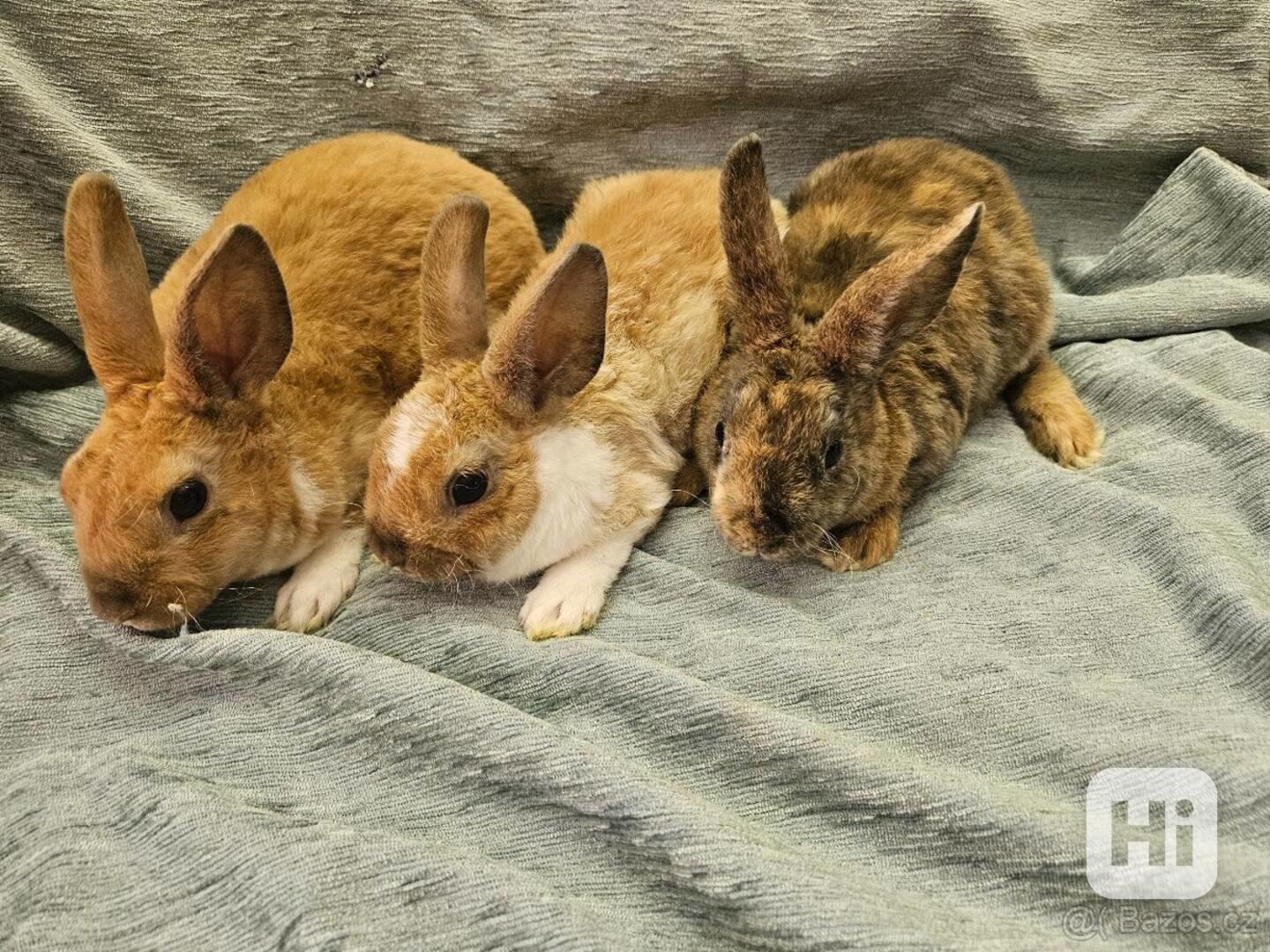 Zakrslý králíček  - foto 1