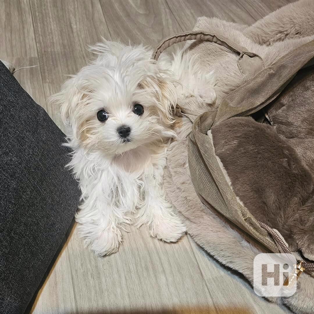 Štěně maltézského ovčáka k adopci - foto 1