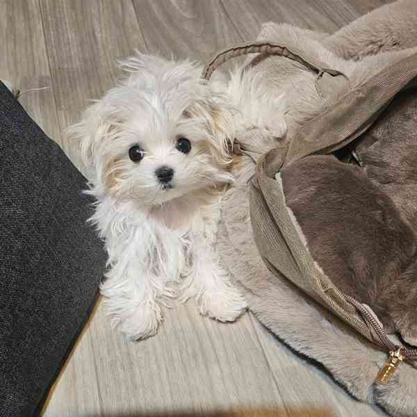 Štěně maltézského ovčáka k adopci - foto 1