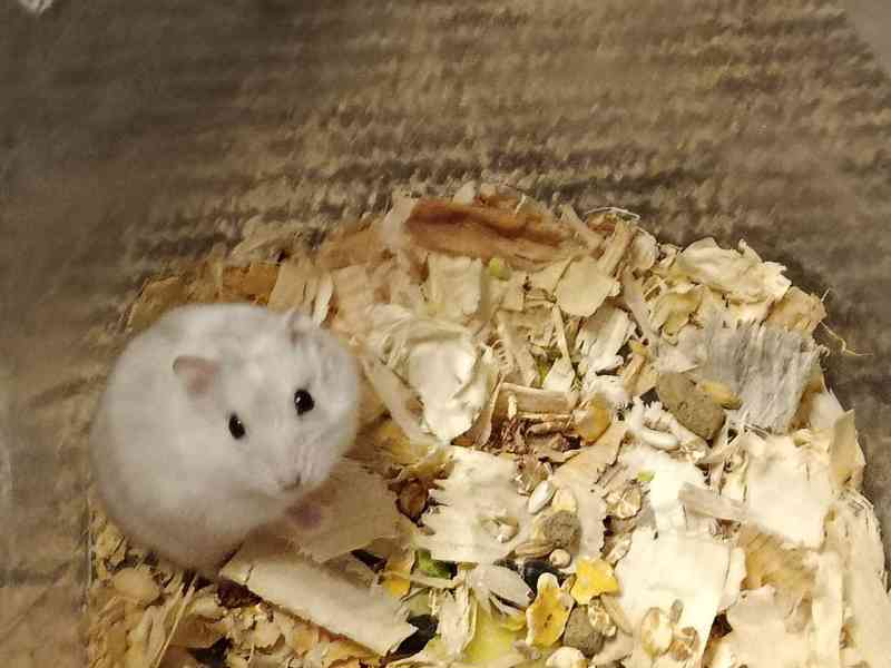 Křečík džungarský - foto 2