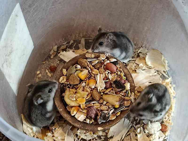 Křečík džungarský - foto 7