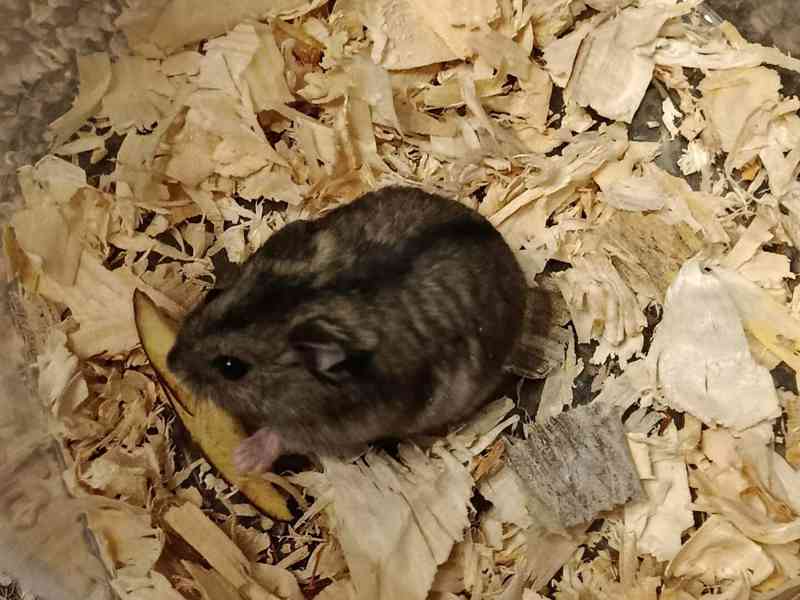 Křečík džungarský - foto 1