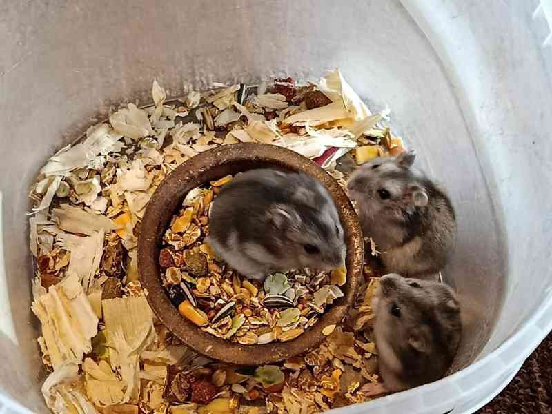 Křečík džungarský - foto 8