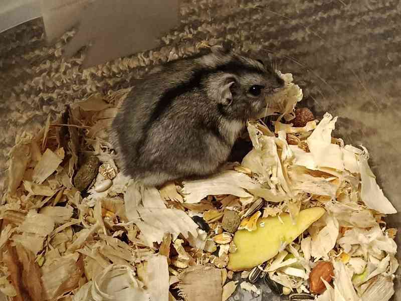 Křečík džungarský - foto 3