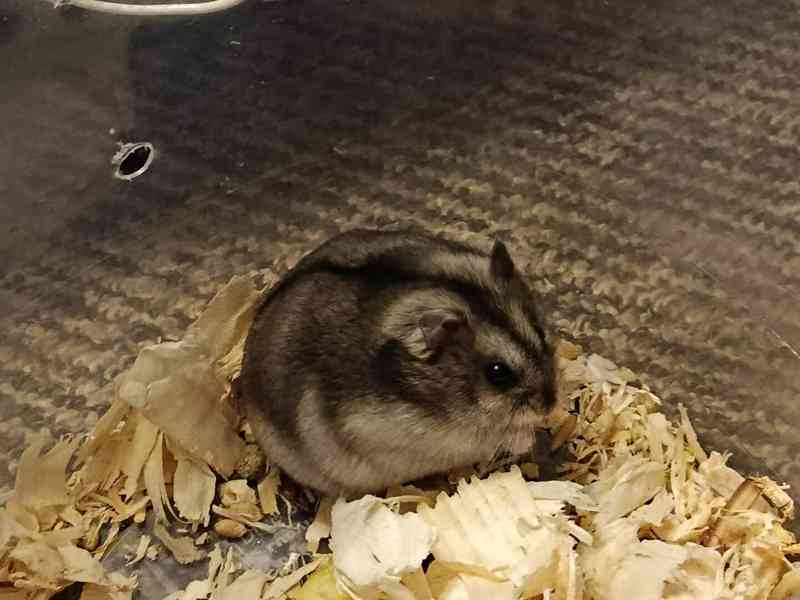 Křečík džungarský - foto 4